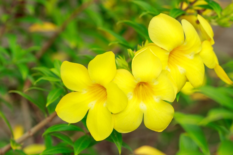 Yellow-Mandevilla