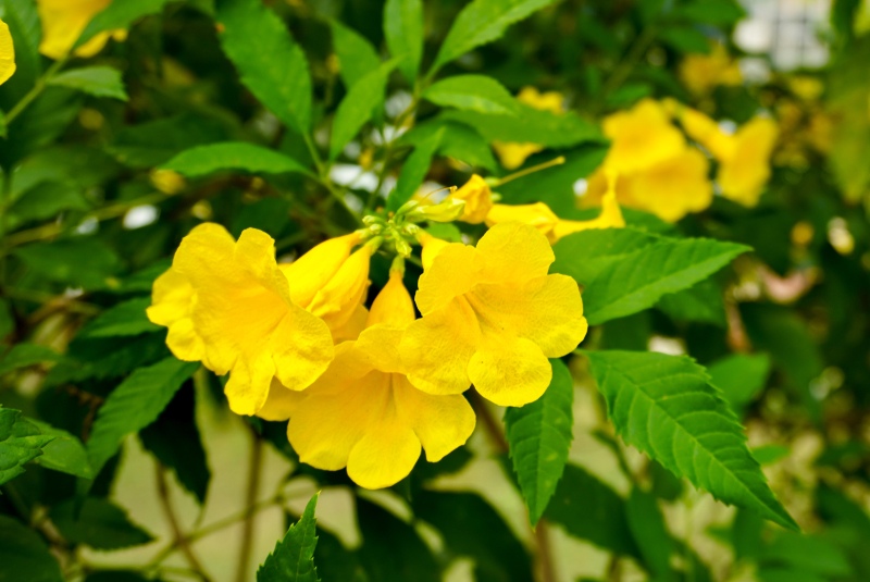 Yellow-Trumpet-Vine