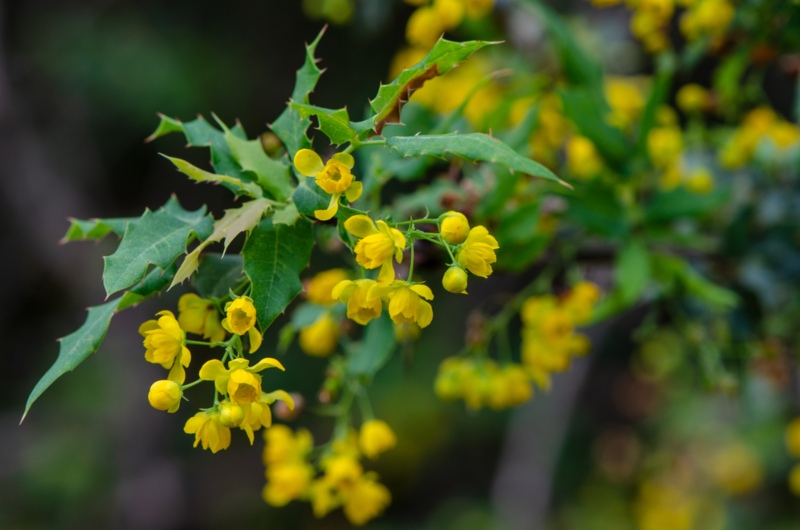 California-Barberry