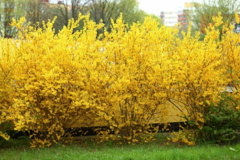 12 Best Shrubs For Clay Soil (Plus Growing Tips) Garden Lovers Club
