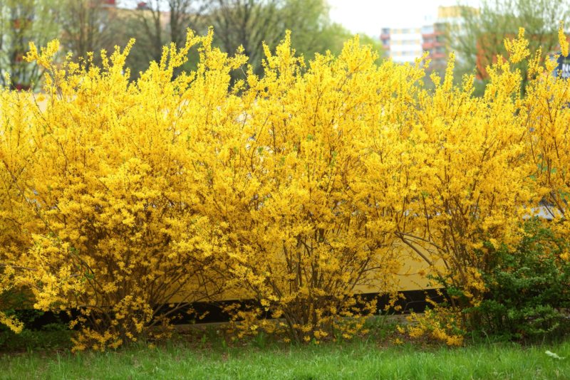 Forsythia