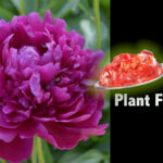 Gelatin Plant Food
