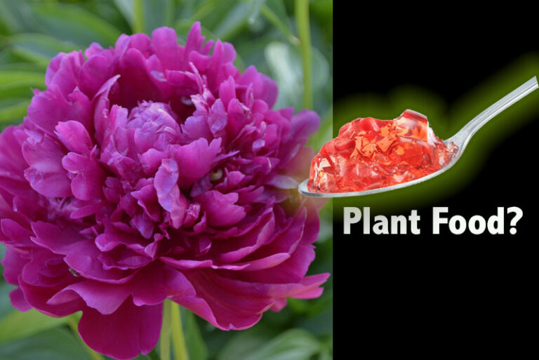 Homemade Gelatin for Plant Growth (Does it Work?) Garden Lovers Club