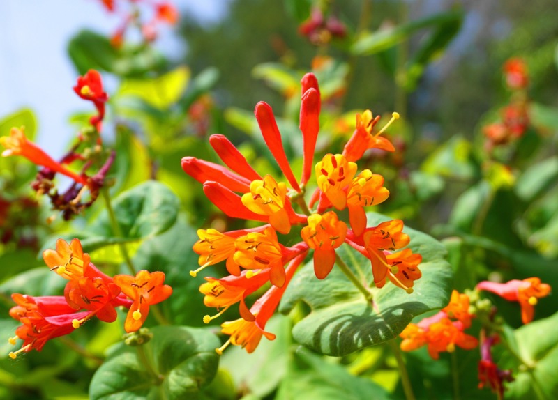 Honeysuckle