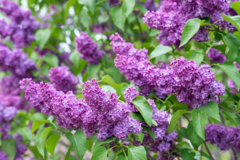 12 Best Shrubs For Clay Soil (Plus Growing Tips) Garden Lovers Club