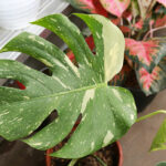Monstera variegata
