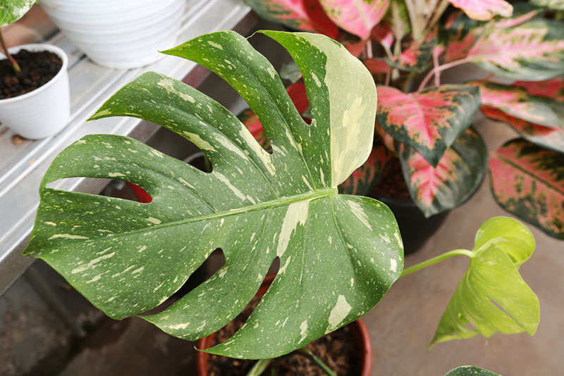 Monstera variegata