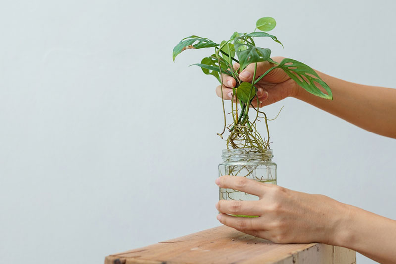 Monstera water propagation