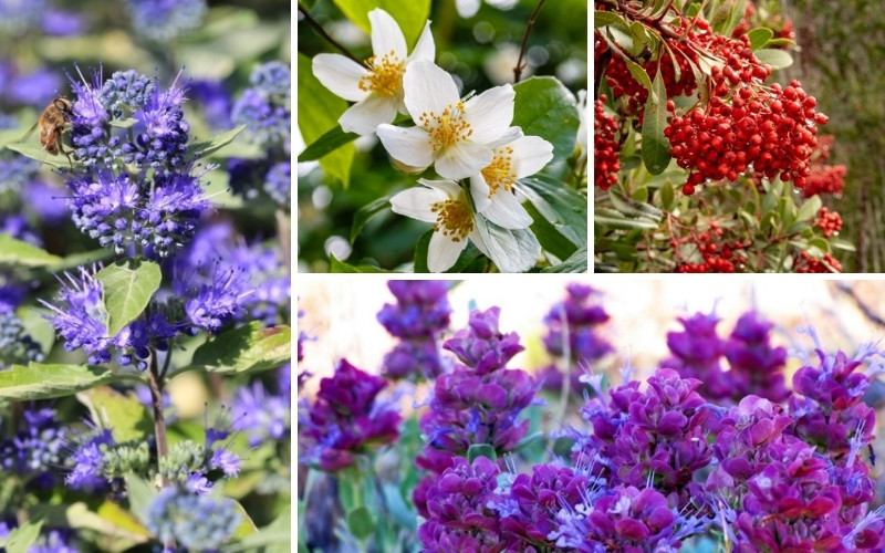 Perfect California Shrubs