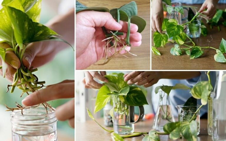 How to Propagate a Pothos in Water (Easy Steps) - Garden Lovers Club