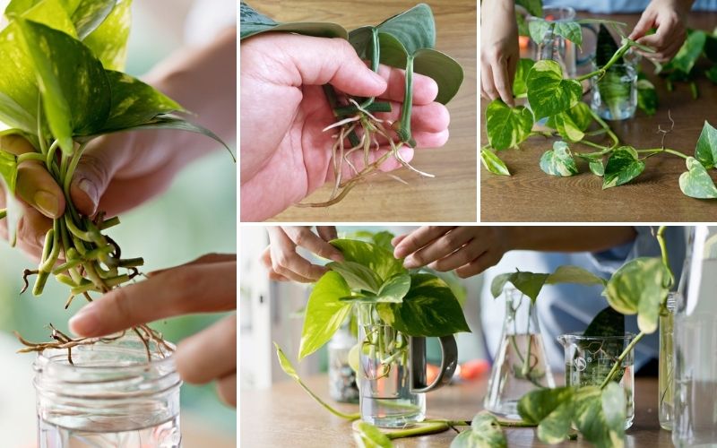 Pothos Water Propagation