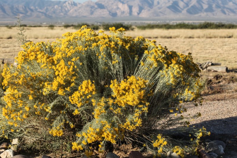 Rubber-Rabbitbrush