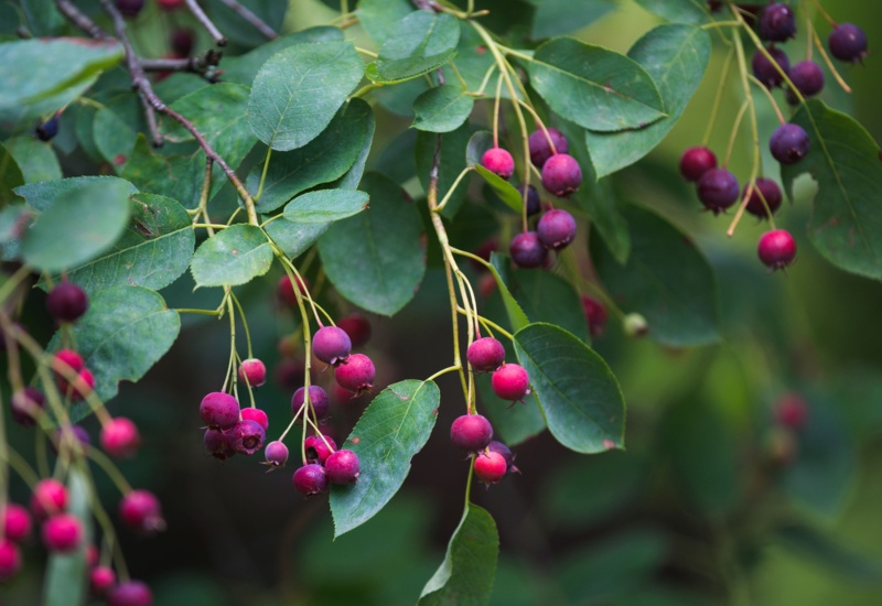 Serviceberry