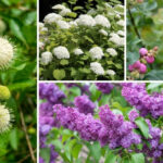 Shrubs For Clay Soil
