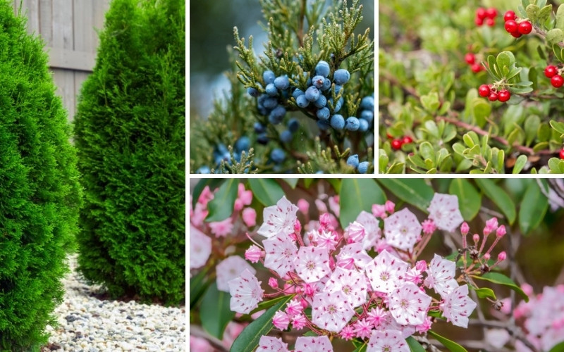 Shrubs for the Best Curb Appeal