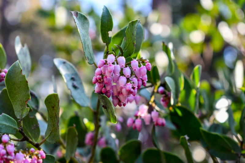 Stanford-Manzanita