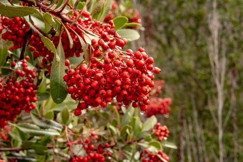 Toyon