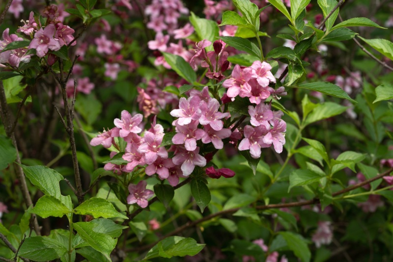 Weigela