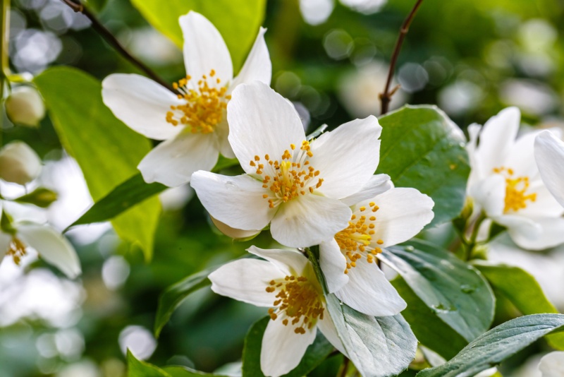 Western-Mock-Orange