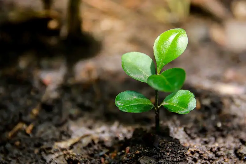 baby orange tree