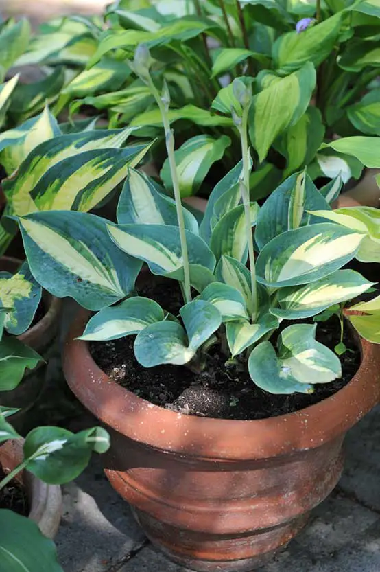 hostas shade container