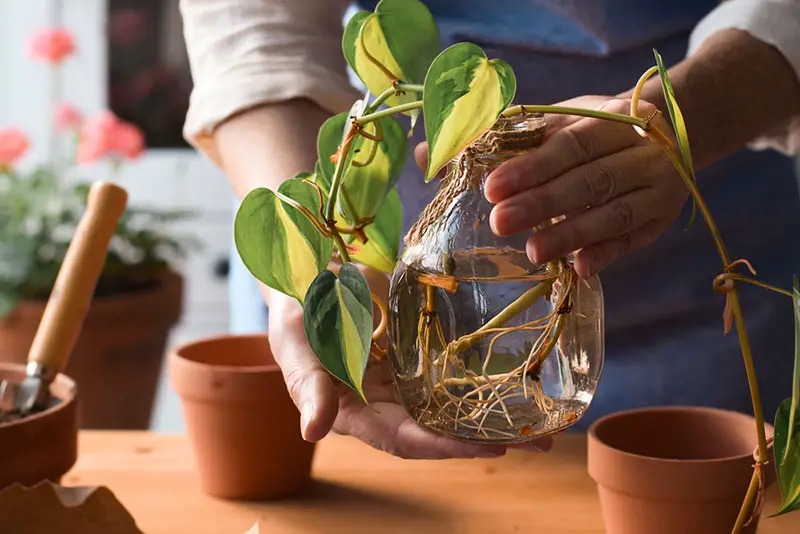 houseplant water propagation