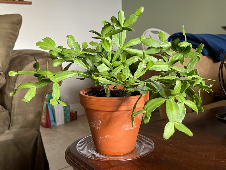 10 Tips for Growing Christmas Cactus: A Complete Care Guide - Garden ...