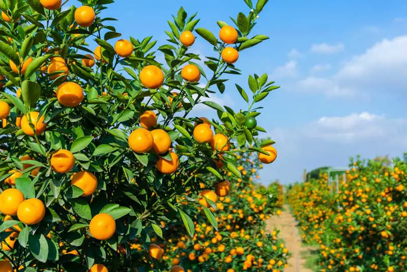 orange trees