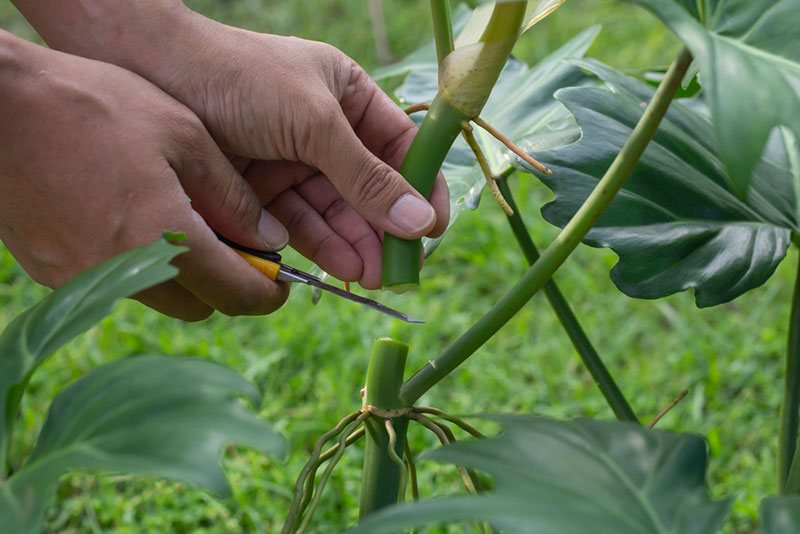 philodendron propagation