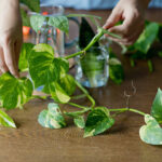 propagating pothos