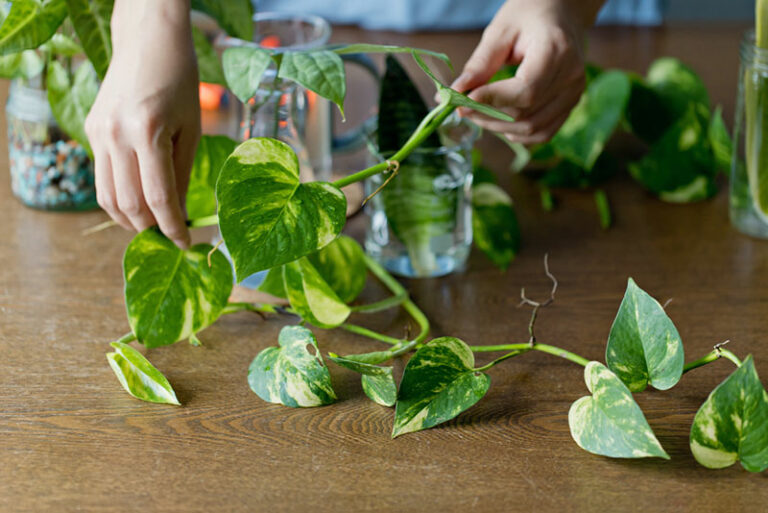 How to Propagate a Pothos in Water (Easy Steps) - Garden Lovers Club