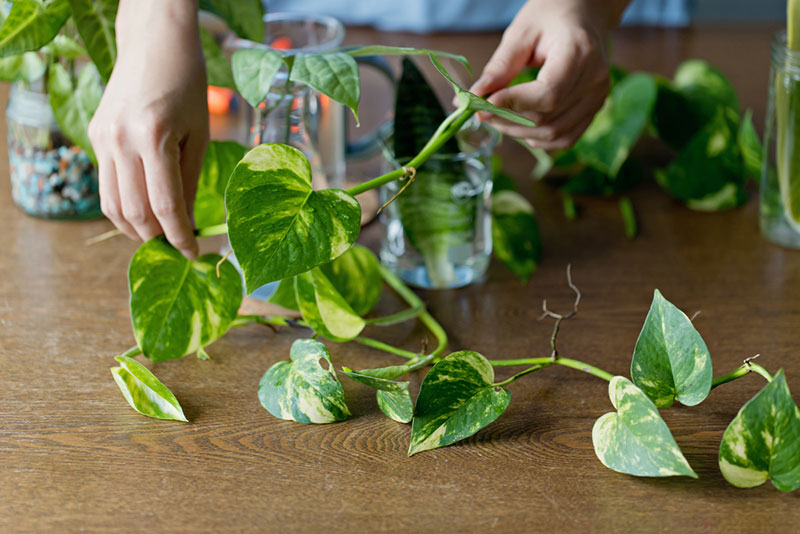 propagating pothos