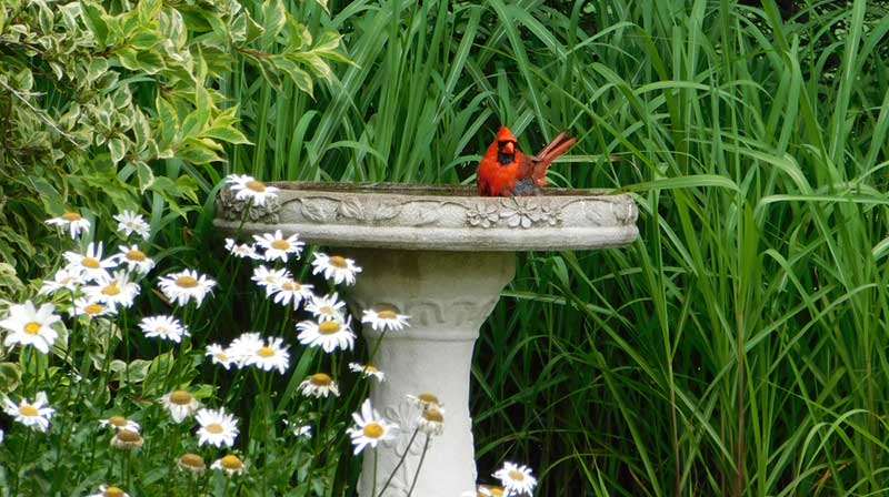 red cardinal bird bath