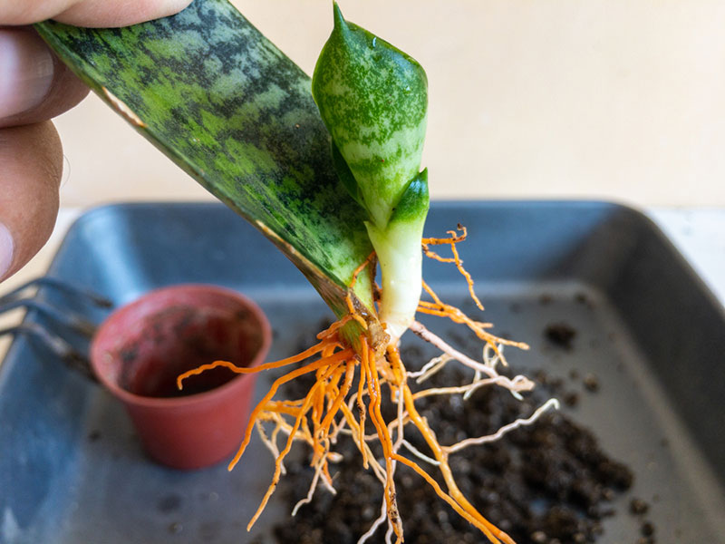 rooted snake-plant