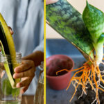 snake plant water propagation