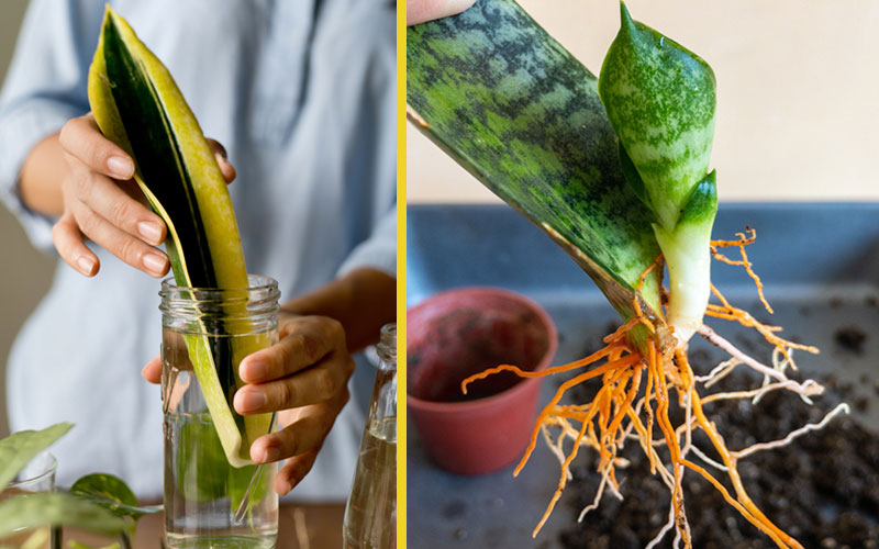 snake plant water propagation