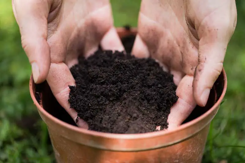 soil in container