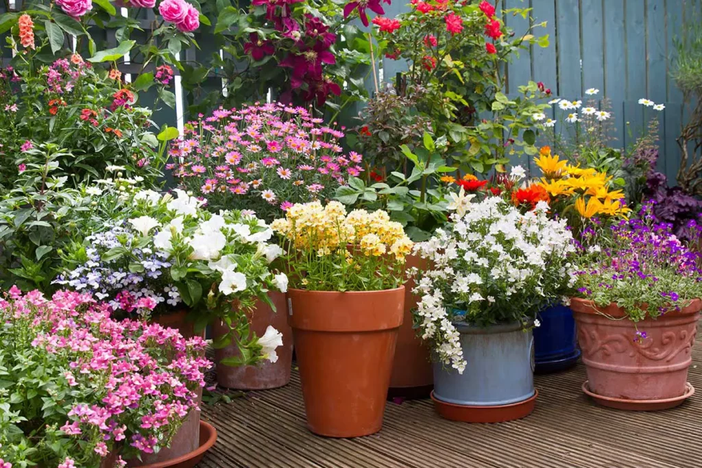 summer containers