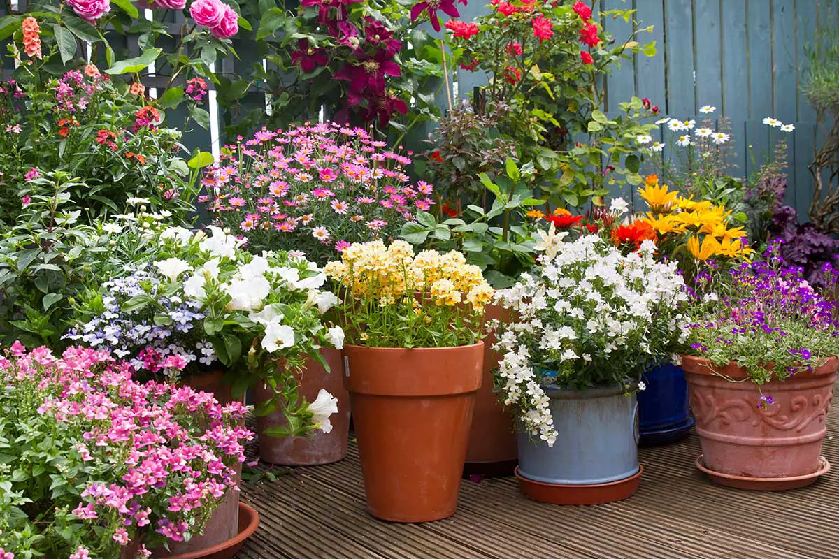 summer containers