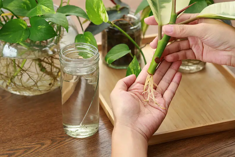 water propagation