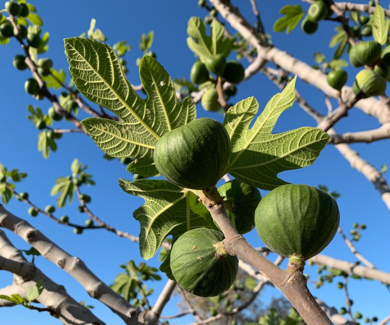 Adriatic Figs