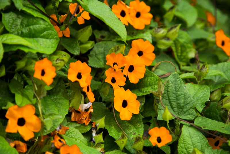 Black-Eyed-Susan-Vine