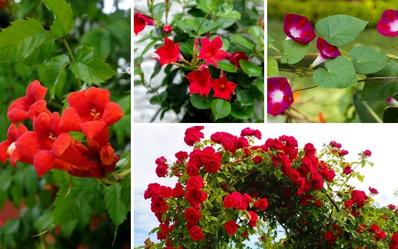 Bold Red Flowering Vines