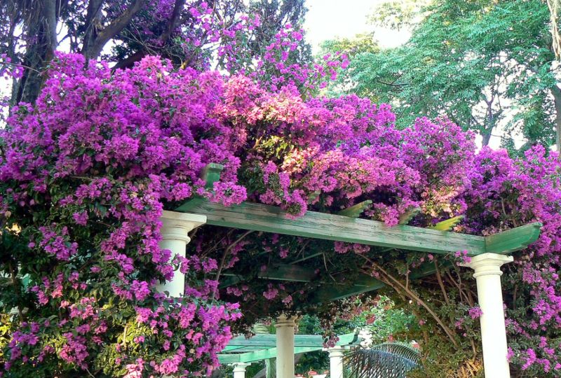 Bougainvillea