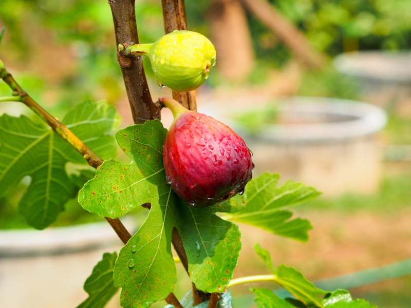 Brown Turkey Fig