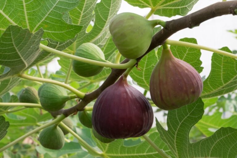 10 Different Types of Fig Trees Garden Lovers Club