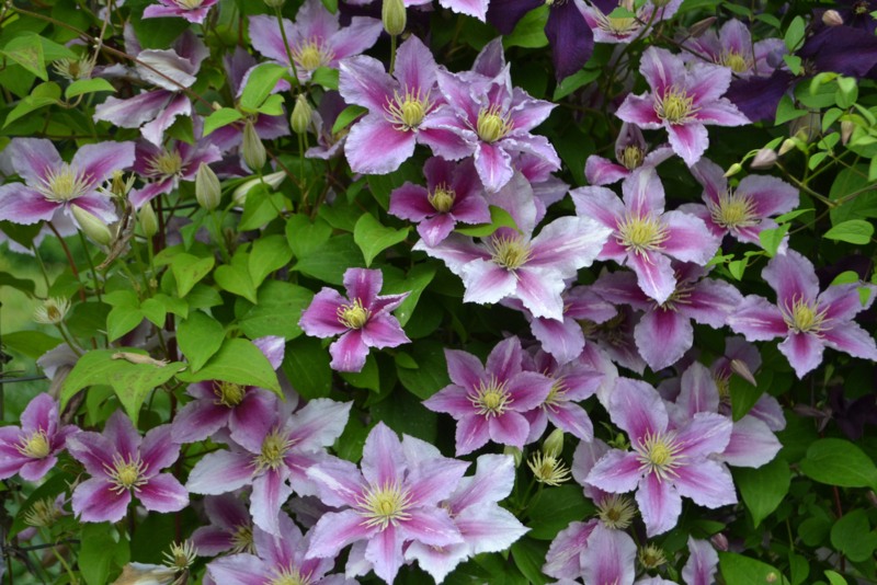 Clematis