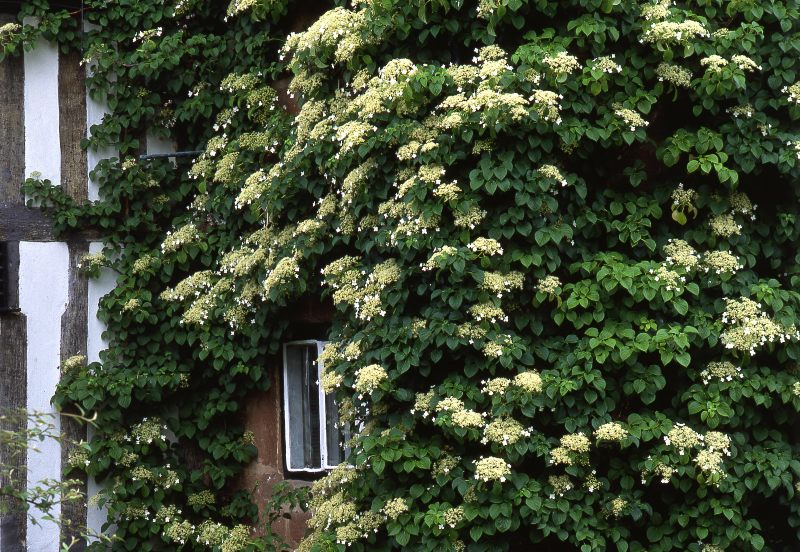 Climbing-Hydrangea