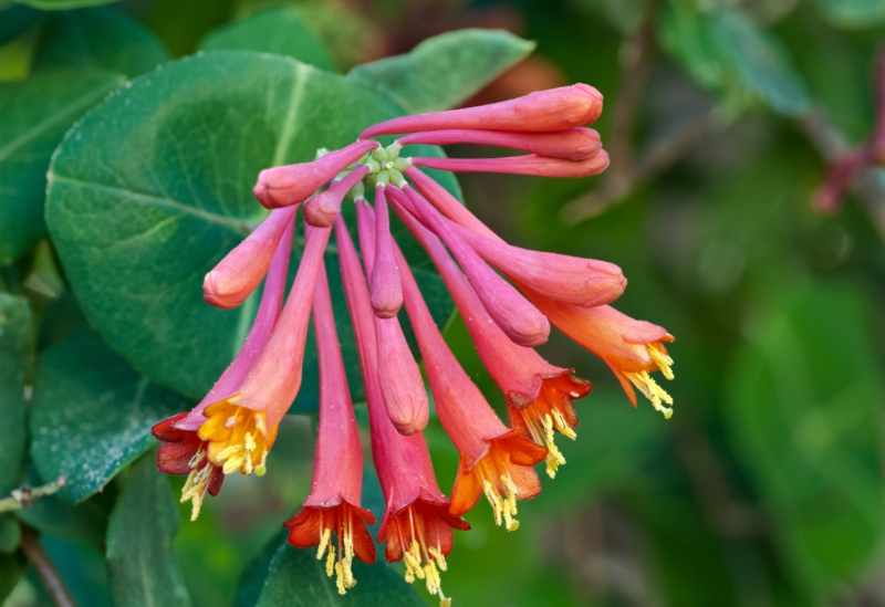 Coral-Honeysuckle