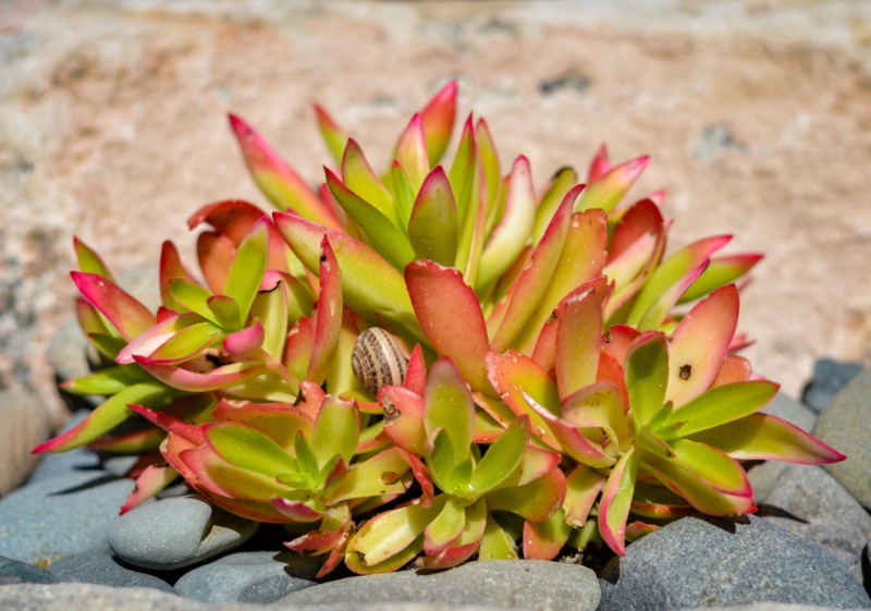 Crassula-capitella-campfire